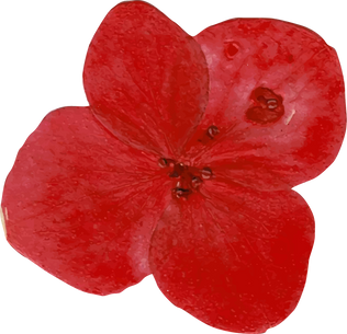 Dried Flower