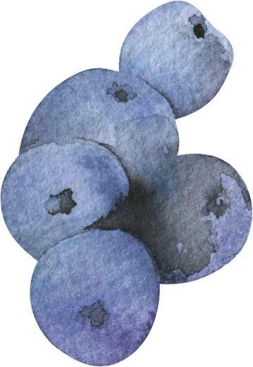 Blueberries Watercolor Illustration