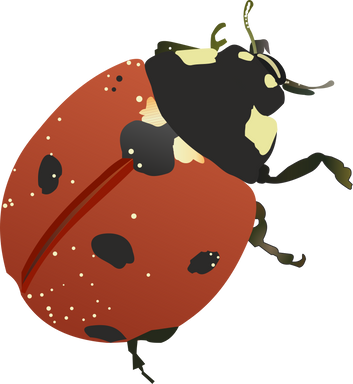 Illustration of Ladybug