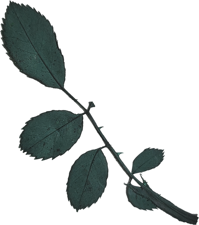 Dried and Pressed Leaves